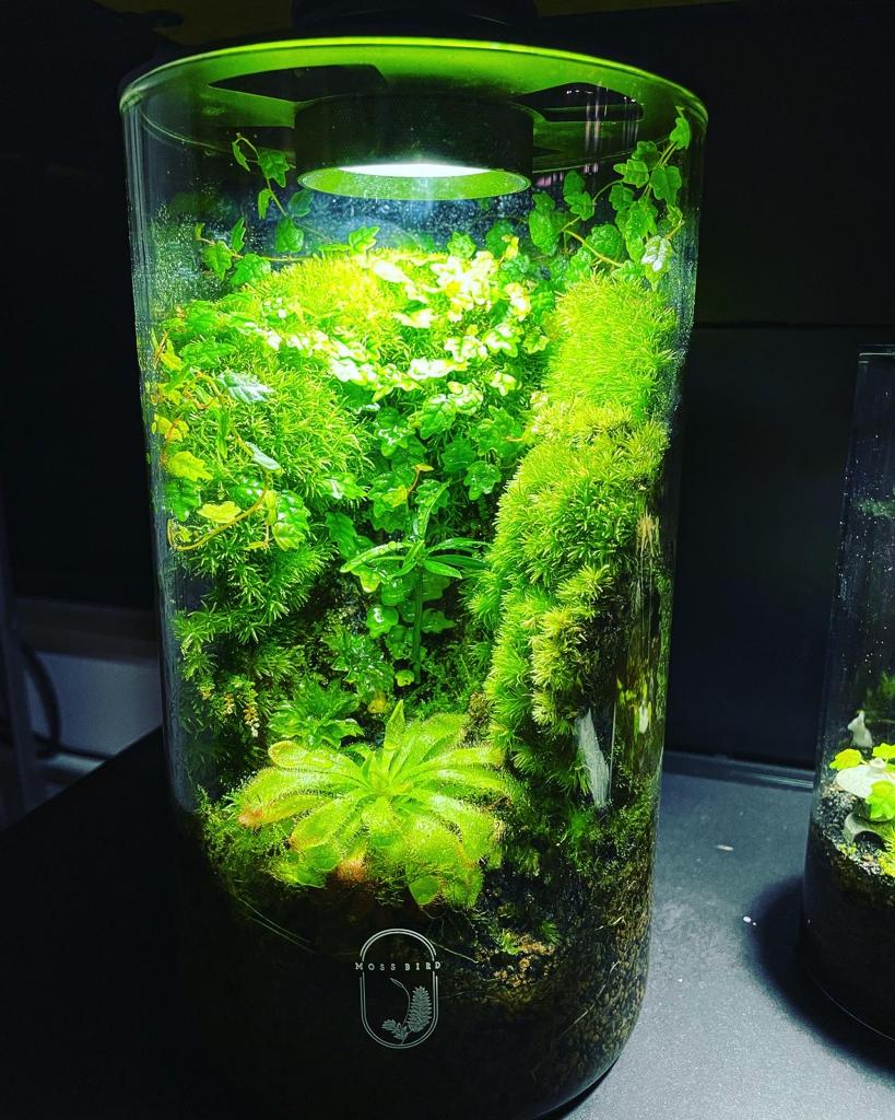 Cylinder Collection Terrarium (Large)#001