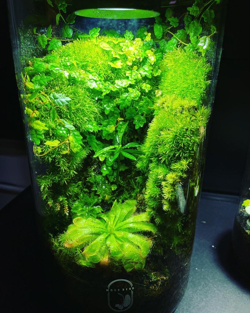 Cylinder Collection Terrarium (Large)#001