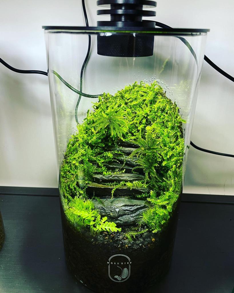 Cylinder Collection Terrarium(Medium)#003