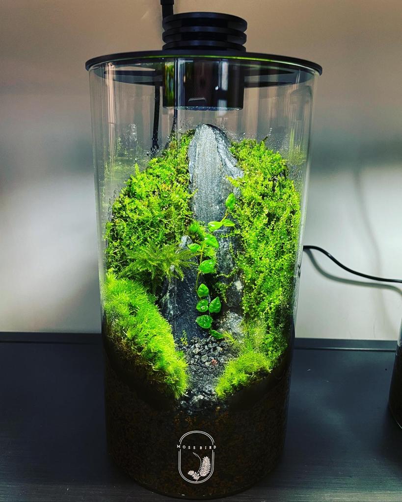 Cylinder Collection Terrarium (Medium)#002